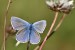 common-blue-8285440_640