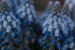 grape-hyacinth-8555017_640